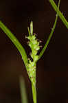 Eastern woodland sedge